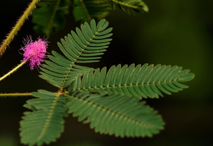 貓誤食含羞草 貓誤食含羞草