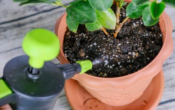 換盆最佳時間 換盆最佳時間