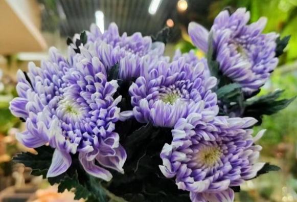 牡丹菊病蟲害防治 牡丹菊病蟲害防治