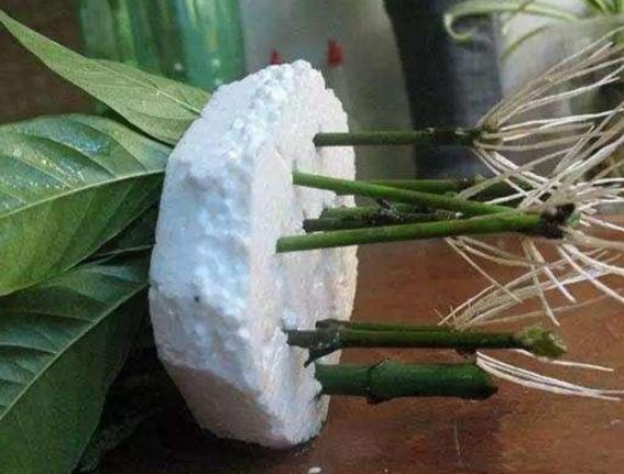 植物生根方法 植物生根方法