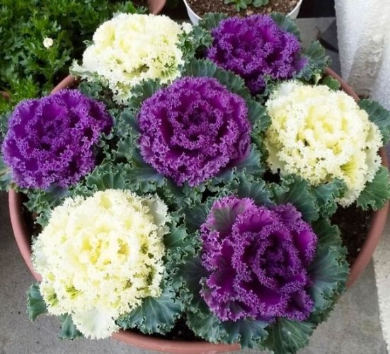 羽衣甘藍營養價值