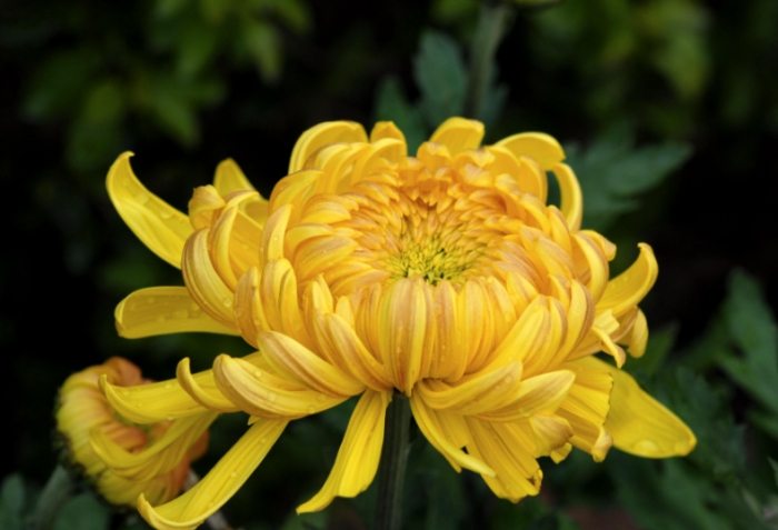 菊花栽培方法 菊花栽培方法