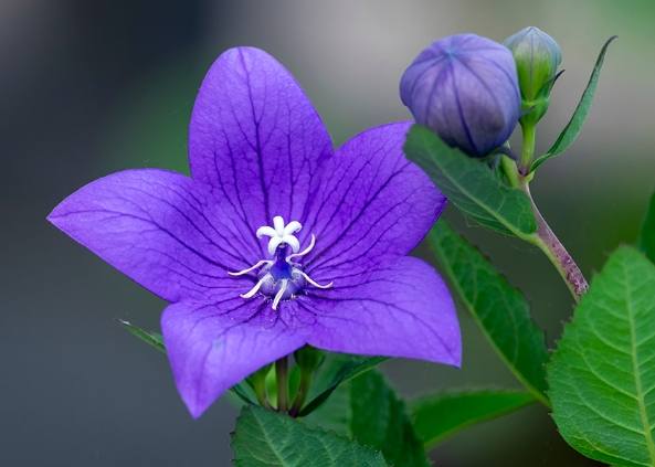 桔梗紫色 搭配技巧