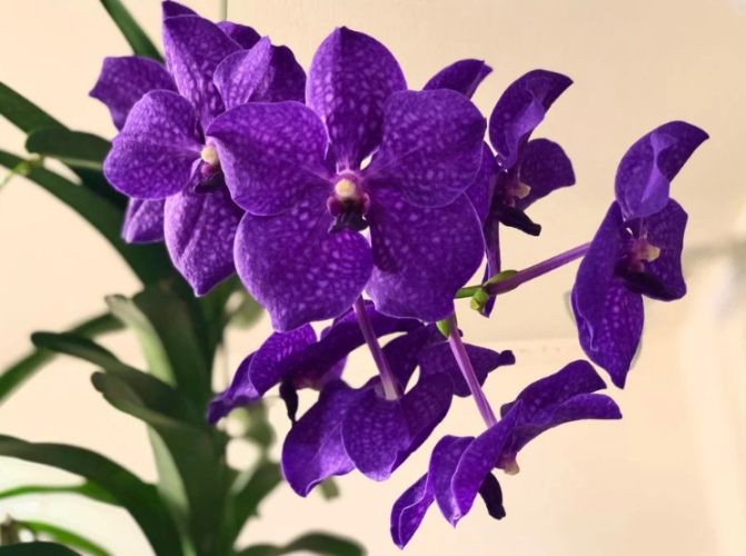 蘭花花掉光原因