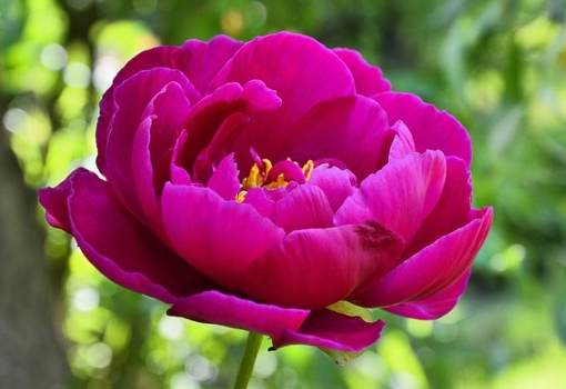 葉牡丹種植方法 葉牡丹種植方法