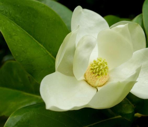 白玉蘭葉精油調配比例