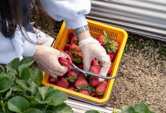 草莓農場推薦 草莓農場推薦