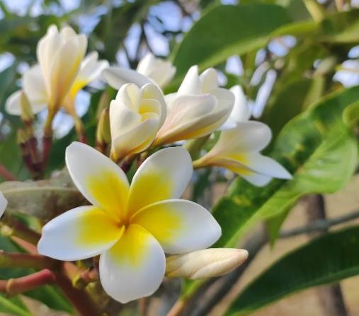 雞蛋花修剪 雞蛋花修剪