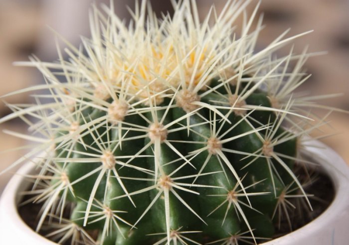 仙人掌養護技巧