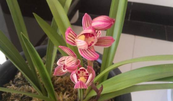 蘭花澆水 蘭花澆水