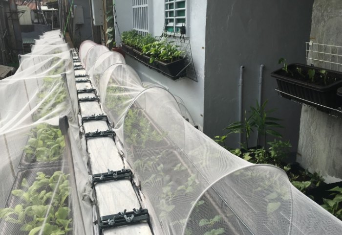 盆栽種菜土壤 盆栽種菜土壤