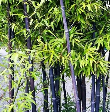 竹子種植問題 竹子種植問題