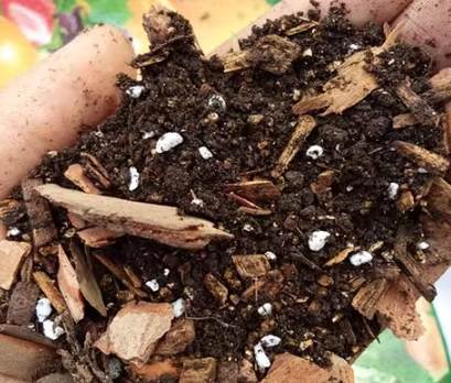 多肉植物土壤 多肉植物土壤