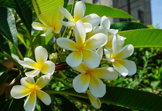 鸡蛋花照顾 鸡蛋花照顾