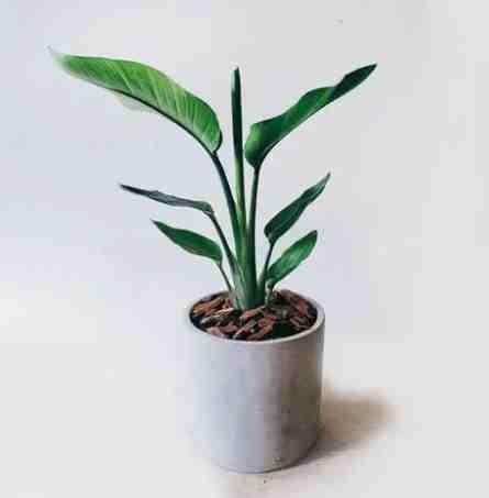 天堂鳥養護 天堂鳥養護