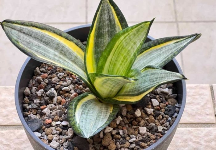 虎尾蘭澆水頻率 虎尾蘭澆水頻率