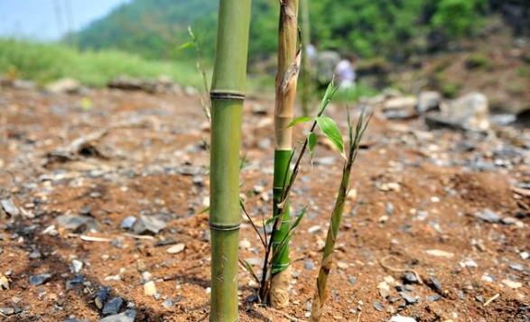 竹子生長周期 竹子生長周期