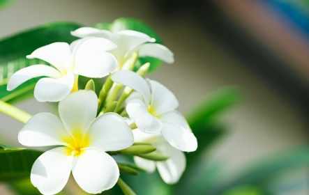 鸡蛋花树干空心病害