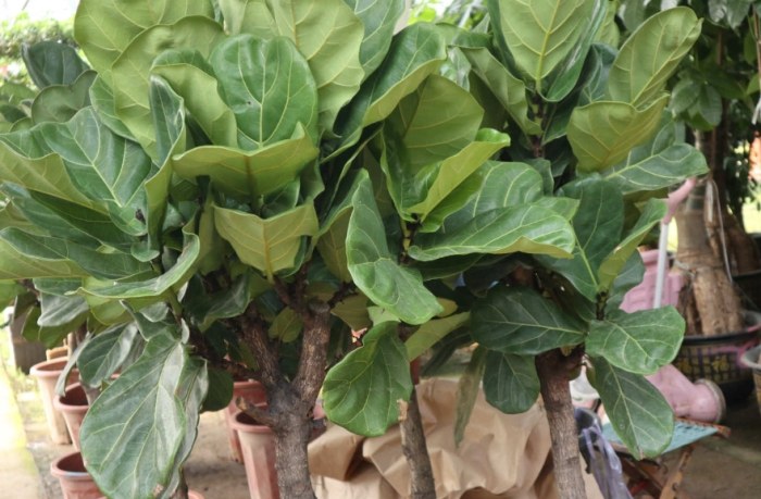 琴叶榕 冬天照顾 琴叶榕 冬天照顾