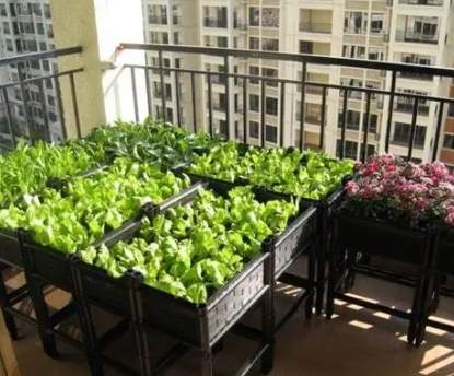 陽台蔬菜種植