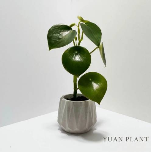 辦公室植物養護 辦公室植物養護