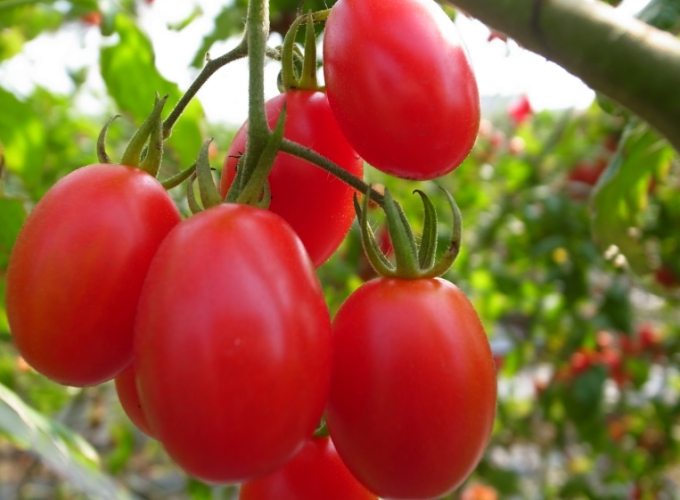 番茄不開花原因