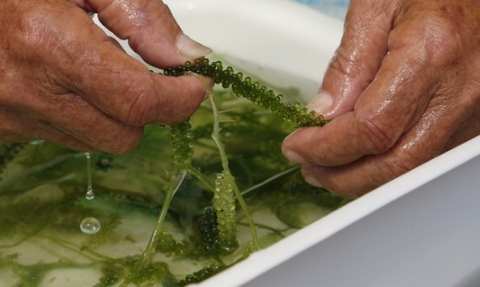 沖繩海葡萄旅遊 沖繩海葡萄旅遊