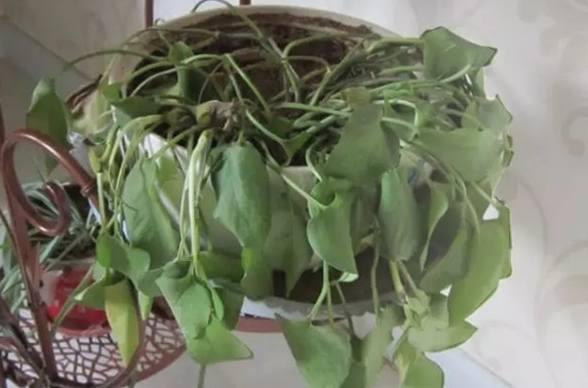 蘭花急救方法 蘭花急救方法