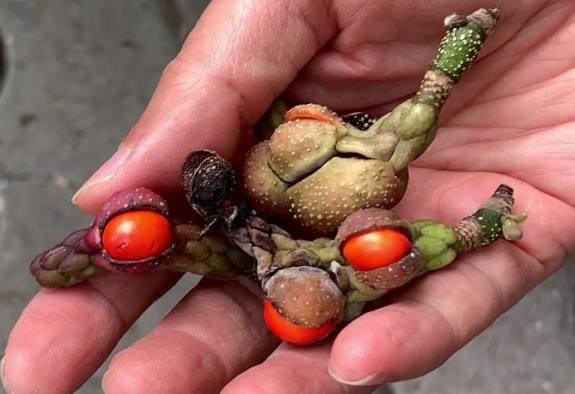 玉蘭花種子處理