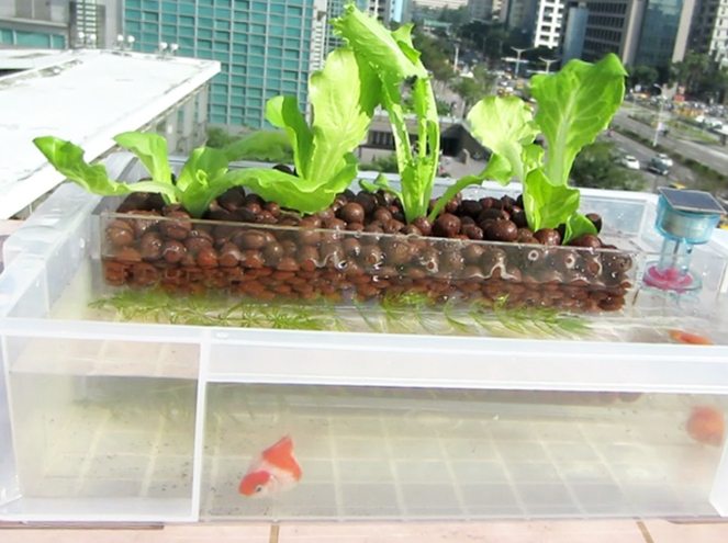 魚菜共生適合的植物 魚菜共生適合的植物