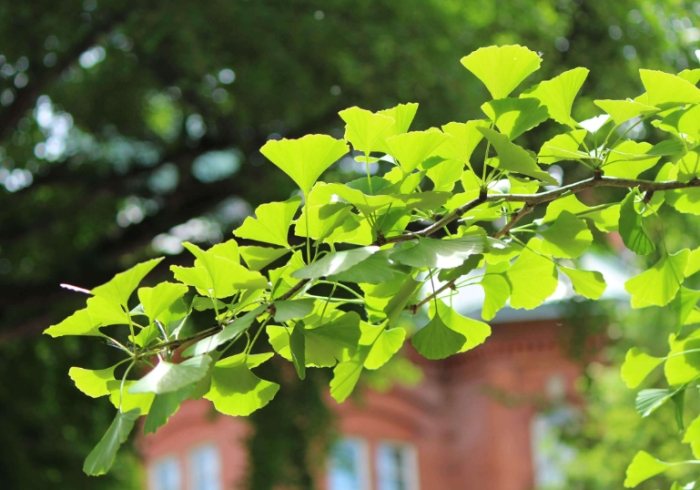 銀杏種子發芽技巧 銀杏種子發芽技巧