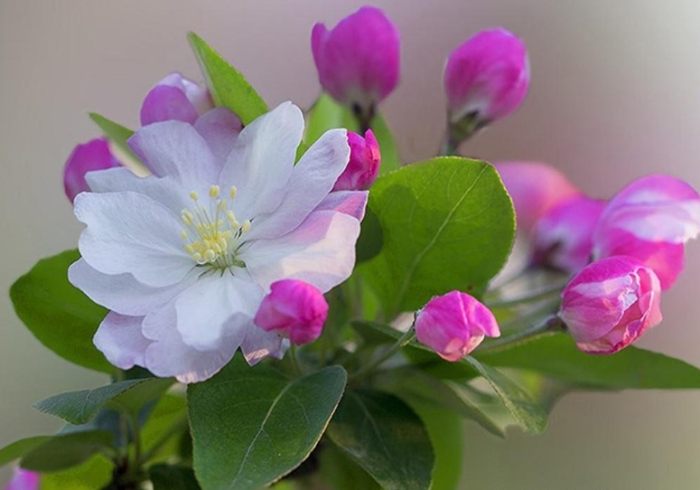 植物移植後照顧 植物移植後照顧