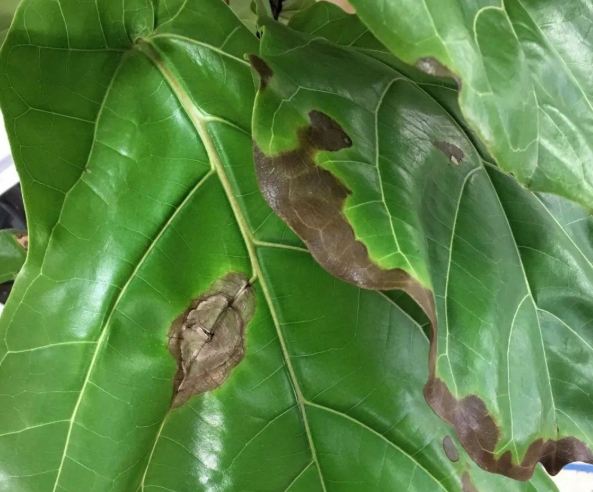 琴葉榕 養護技巧