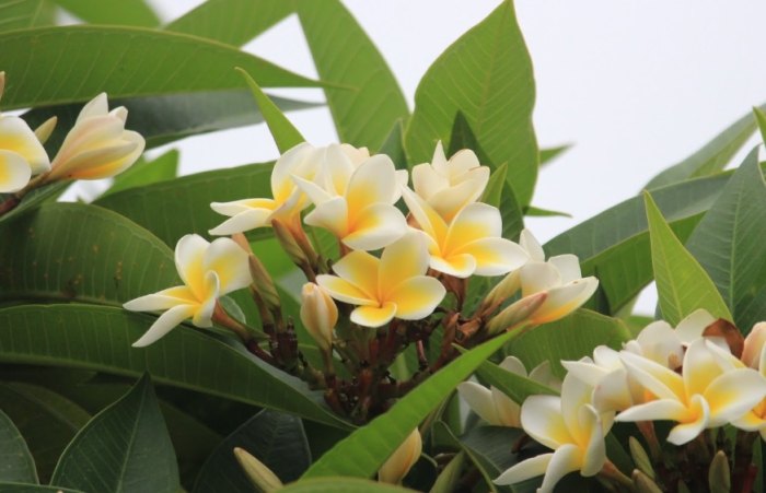 雞蛋花病害治療