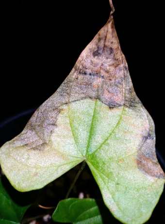 植物葉尖枯黃原因