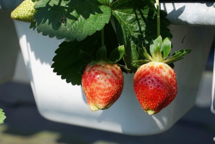 新竹草莓採摘 新竹草莓採摘