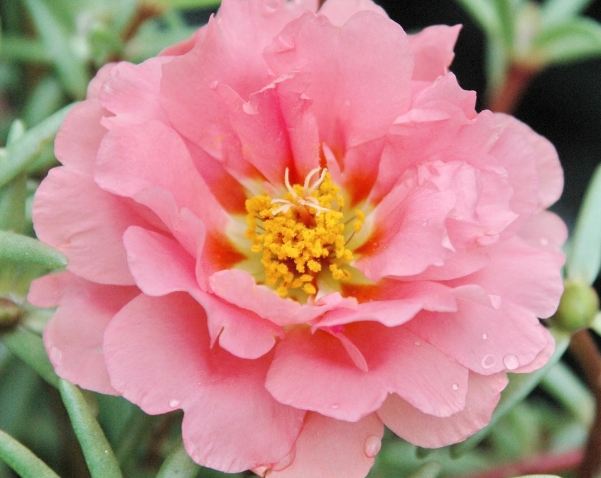 松葉牡丹種植 松葉牡丹種植