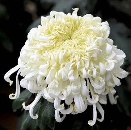 菊花什麼時候開 菊花什麼時候開