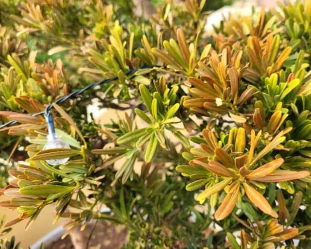 松柏葉子變黃原因