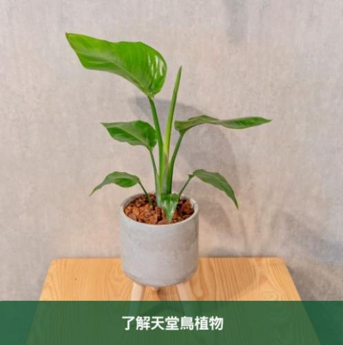 天堂鳥修剪方法