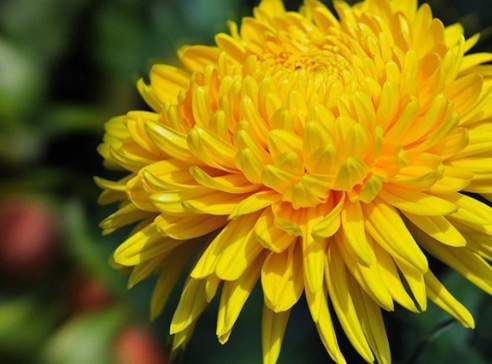 菊花壽命延長 菊花壽命延長