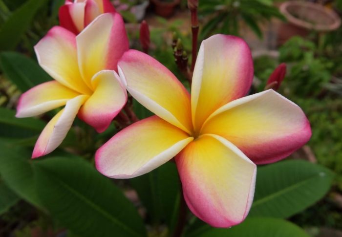 雞蛋花病害治療