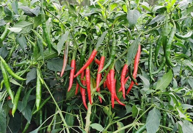辣椒生長溫度