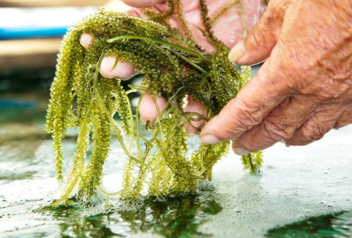 海葡萄種植 海葡萄種植