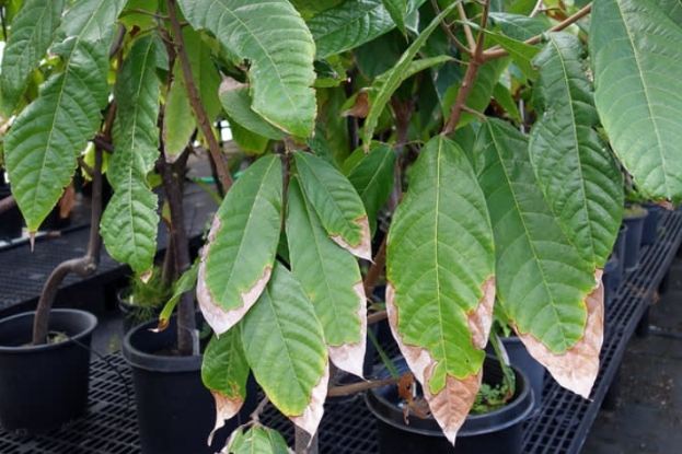 松柏葉子變黃原因