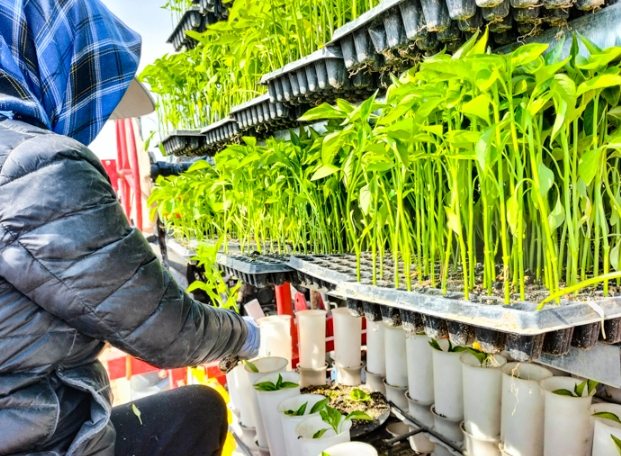 辣椒病虫害防治 辣椒病虫害防治