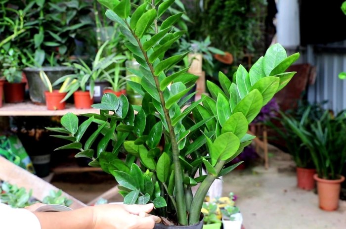 金钱树施肥方法 金钱树施肥方法