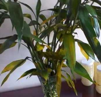 富貴竹養護方法 富貴竹養護方法