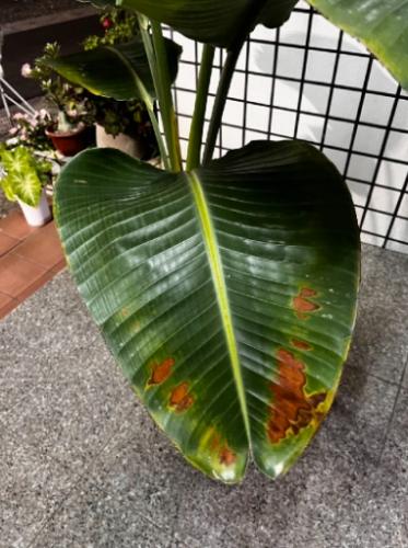 天堂鳥褐斑病症狀