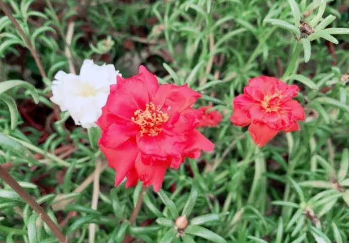 多肉植物澆水頻率 多肉植物澆水頻率